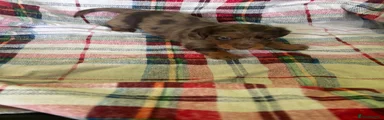 Dachshund Puppy 4