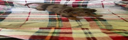 Dachshund dogs for sale: Beautiful Dachshund Puppies - 7 Weeks Old in London - Advert 2