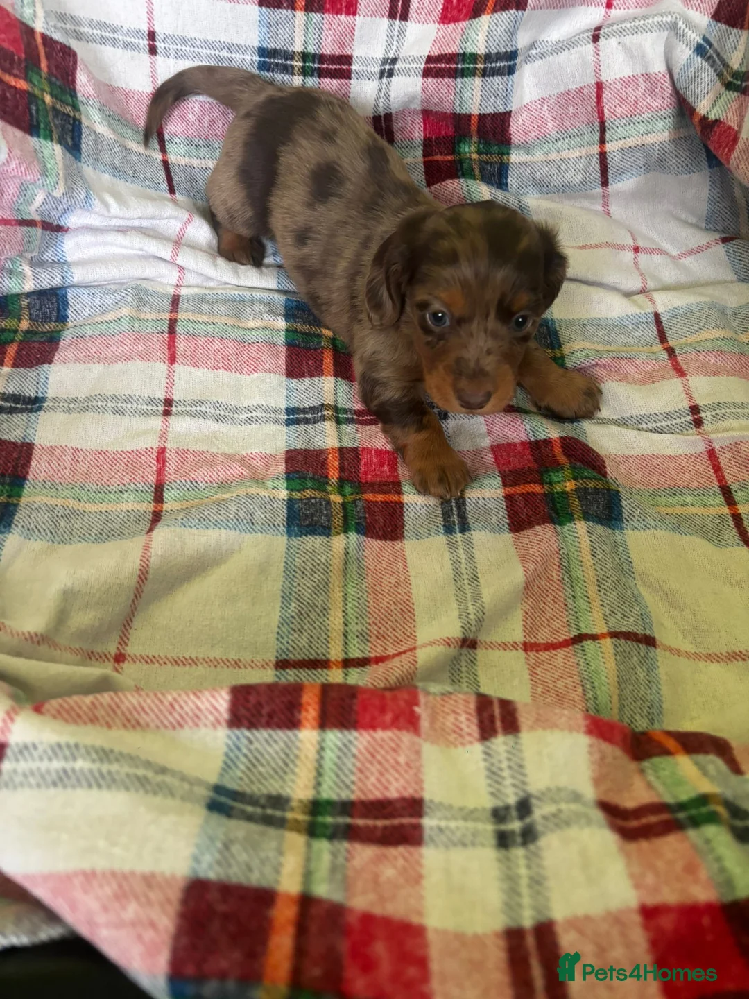 Dachshund dogs for sale: Beautiful Dachshund Puppies - 7 Weeks Old in London - Advert 2