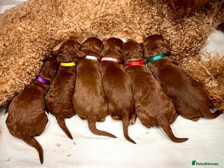 Cockapoo dogs 🌟Red F1BB Hypoallergenic DNA CLEAR Mini Cockapoos - Advert 3