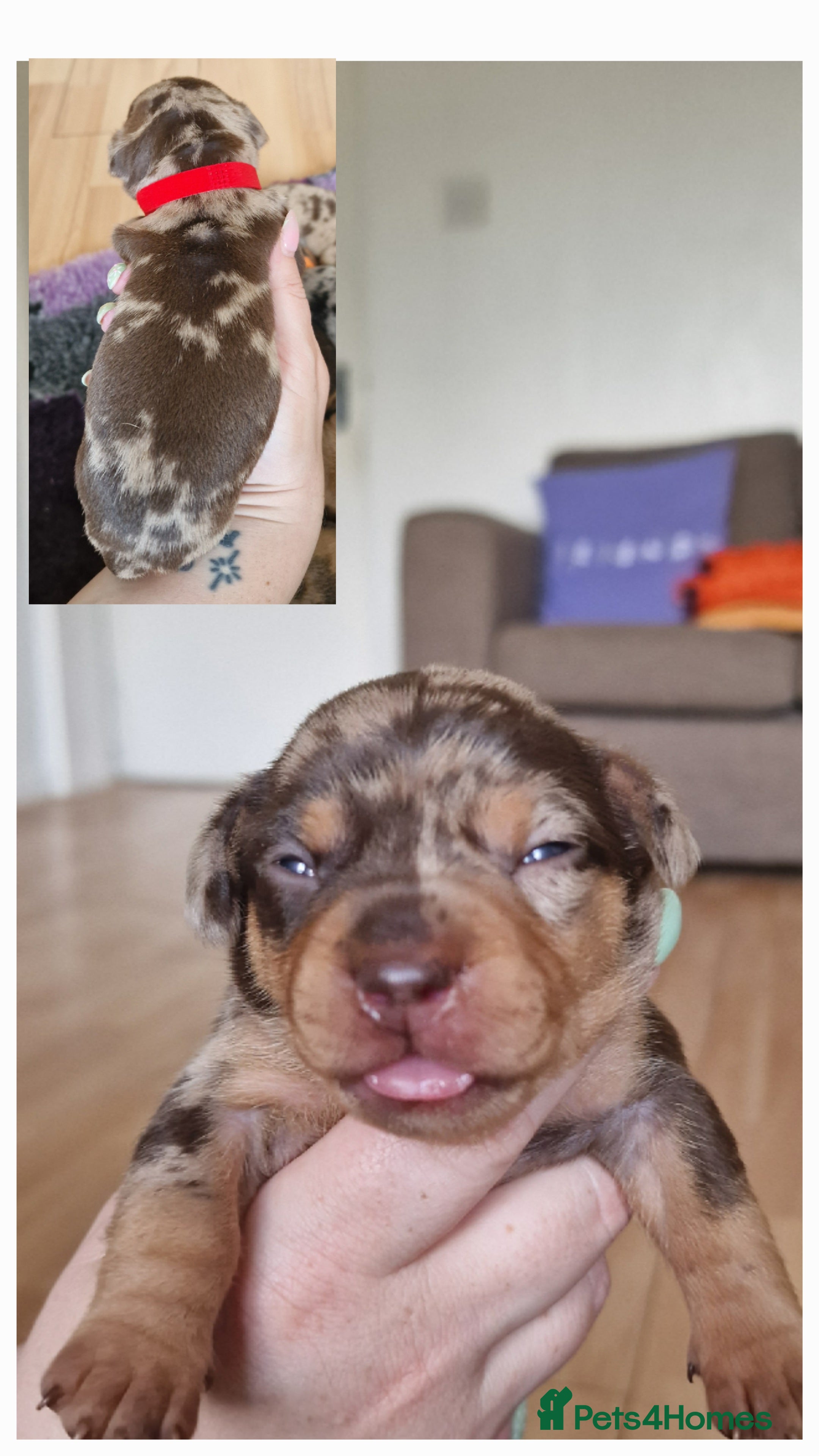 Mixed Breed dogs for sale: French Bulldog x Miniature Dachshund Puppies - Advert 17