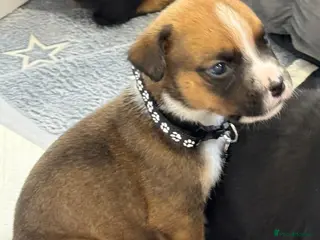 Boxer dogs Boxerx - Advert 2