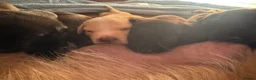 Mixed Breed dogs for sale: Mali x American bull dog puppies  - Advert 19