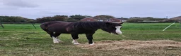 Welsh Section C horses for sale: Welsh section c filly  - Advert 5