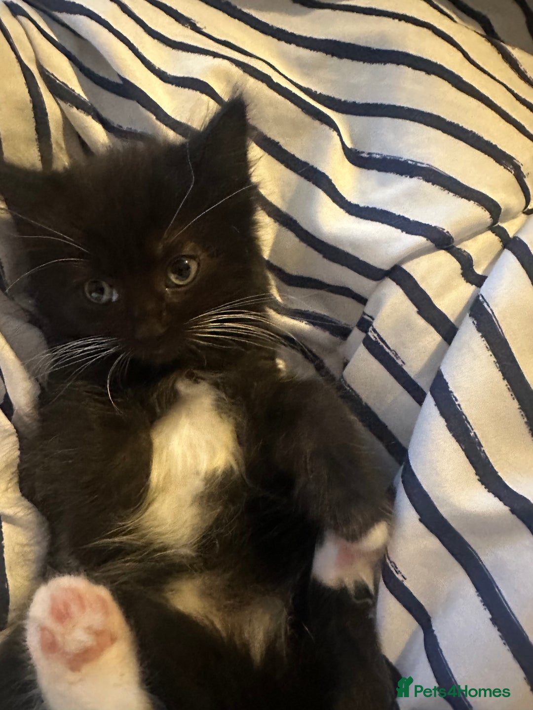 Ragcoon cats for sale: Ragdoll cross - Advert 9