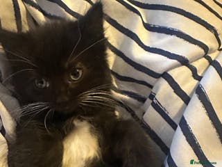 Ragcoon cats Ragdoll cross - Advert 5