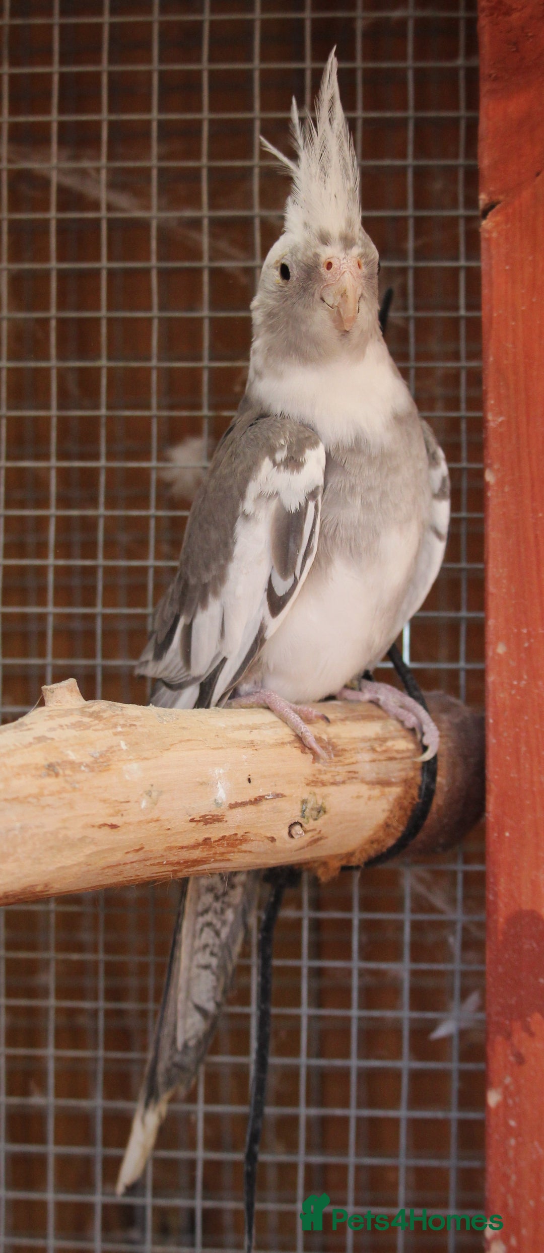 Cockatiels birds for sale: Young Whiteface Cockatiels for Sale in Southport - Advert 9