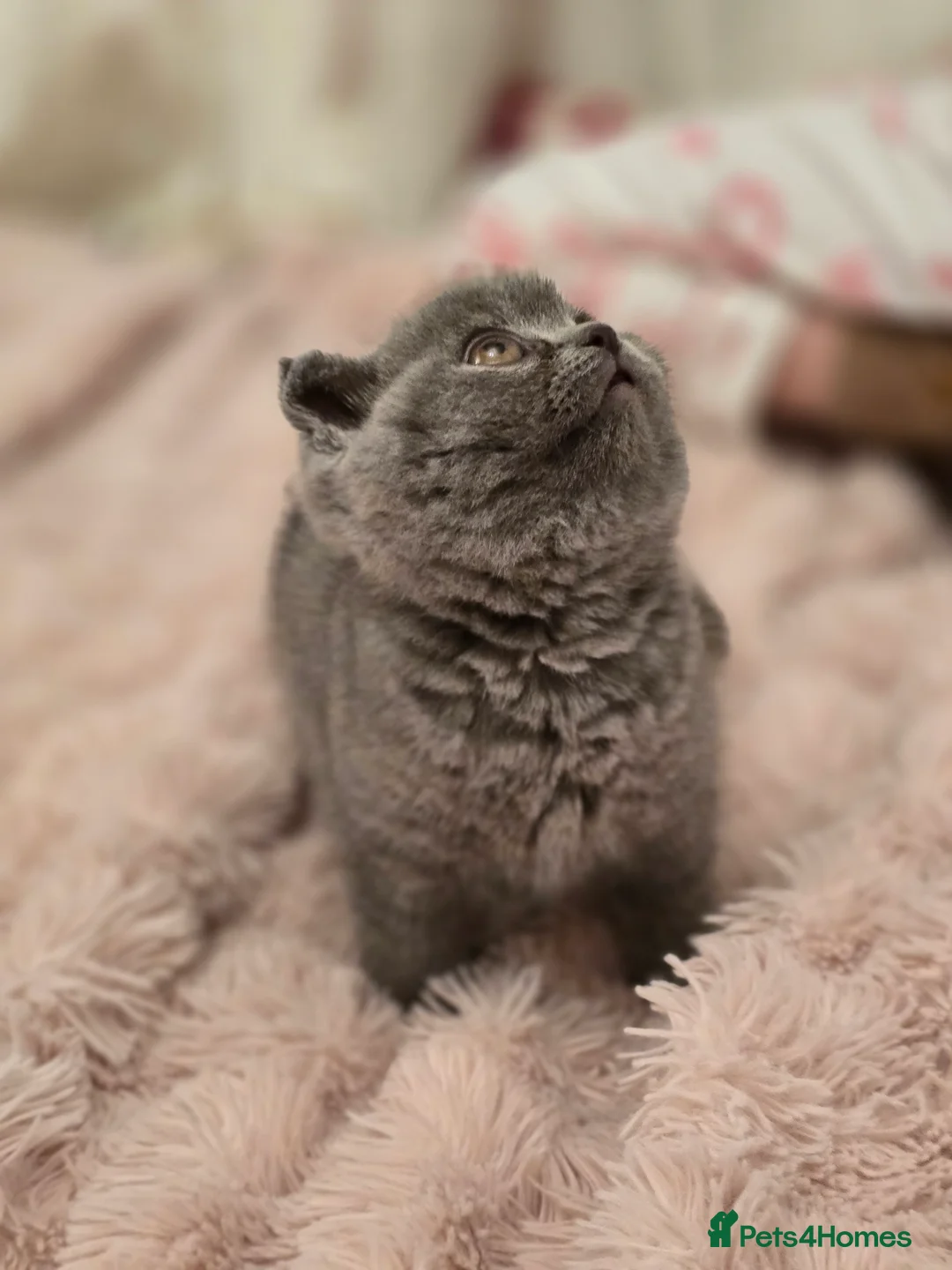 British Shorthair cats for sale: Bsh last male in Sheerness - Advert 4
