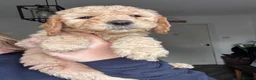 Labradoodle dogs for sale: Labradoodles 11th plus generation  - Advert 12