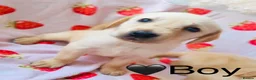 Labrador Retriever dogs for sale: Labradore retriever Puppys  - Advert 12