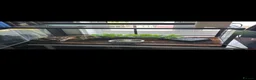 Python Snake reptiles for sale: Pastel ball python - Advert 2