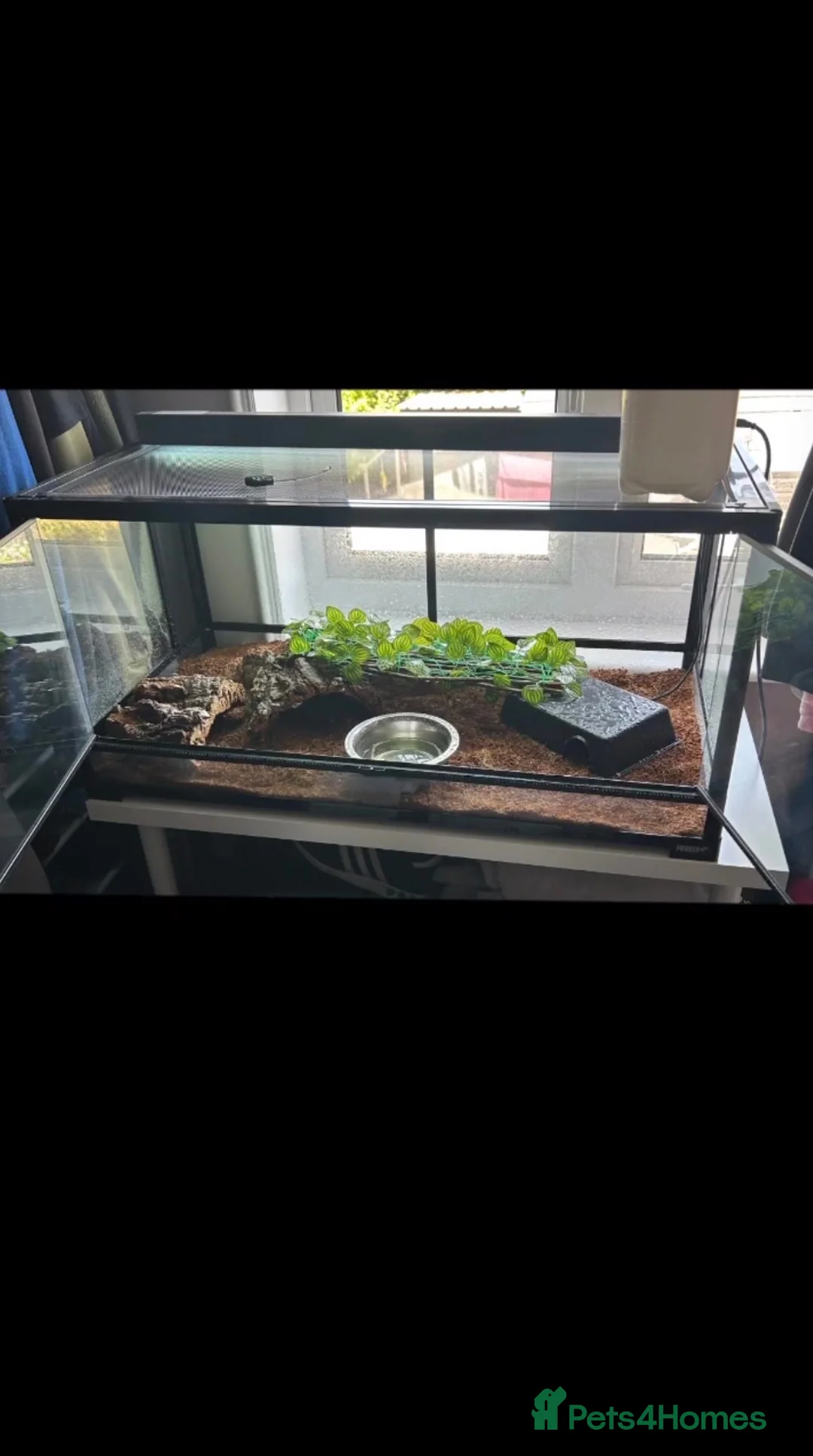 Python Snake reptiles for sale: Pastel ball python - Advert 2