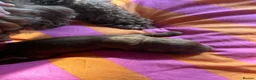 Cockapoo dogs for sale: 3 beautiful fox red Cockapoos puppies  - Advert 5