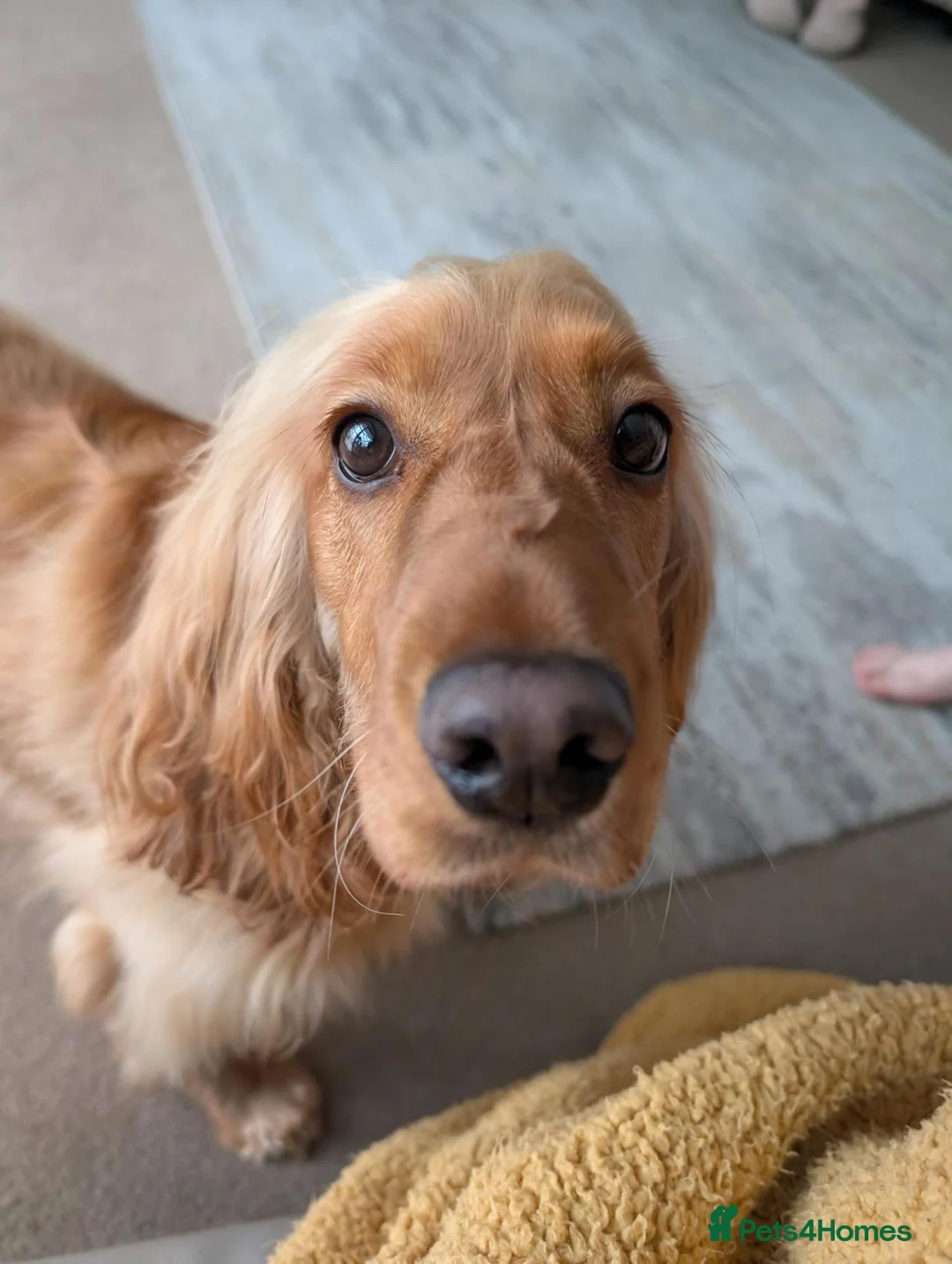 Cocker Spaniel dogs for sale: Cocker Spaniel (Ruby - 2 Years Old) - Advert 7