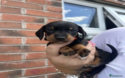 Miniature Dachshund dogs for sale: Miniature dachshunds - Image 9