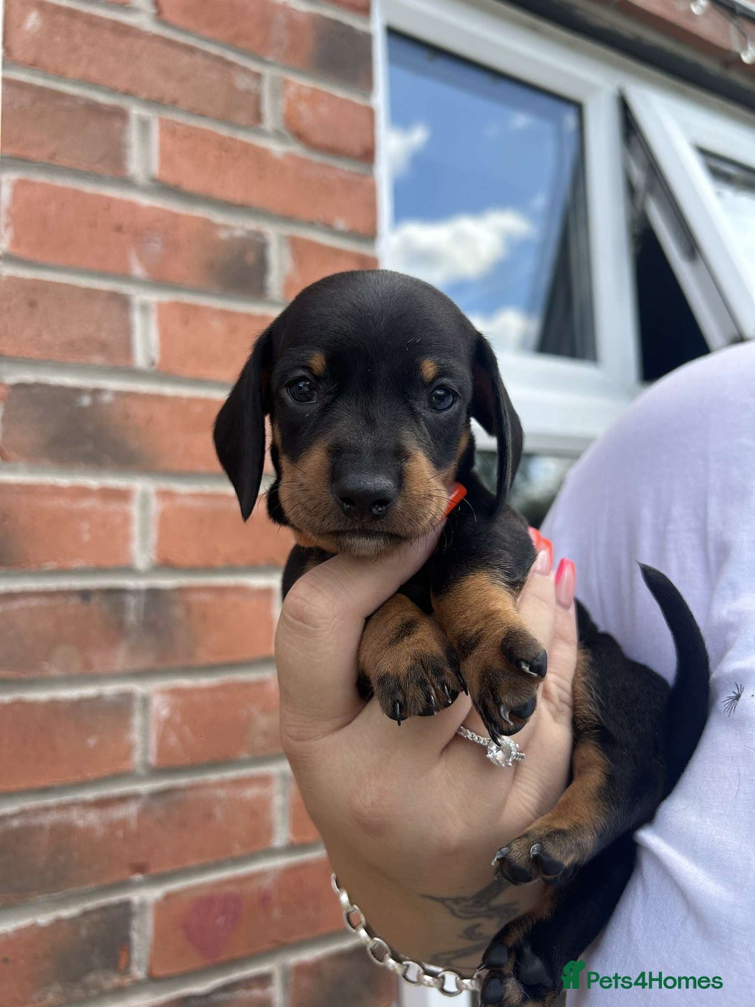 Miniature Dachshund dogs for sale: Miniature dachshunds - Image 9
