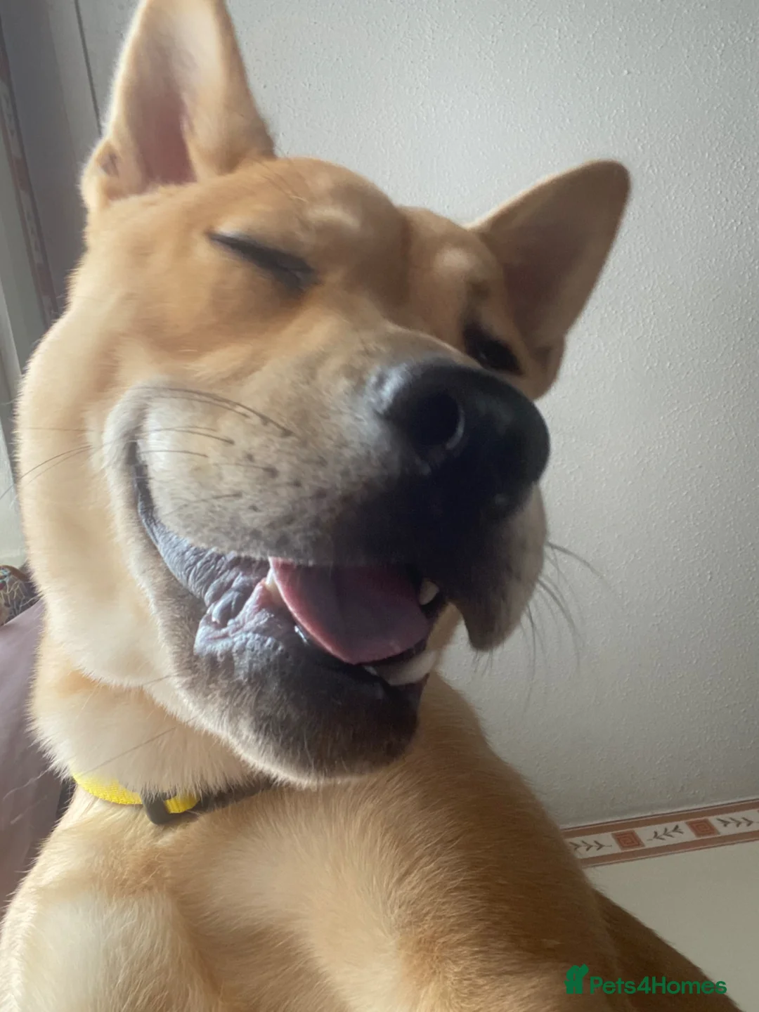 Mixed Breed dogs for sale: A special home for a special boy ❤️ - Advert 9