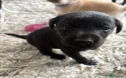 Labrador Retriever dogs for sale: Ready now beautiful Labrador retriever puppies - Image 3