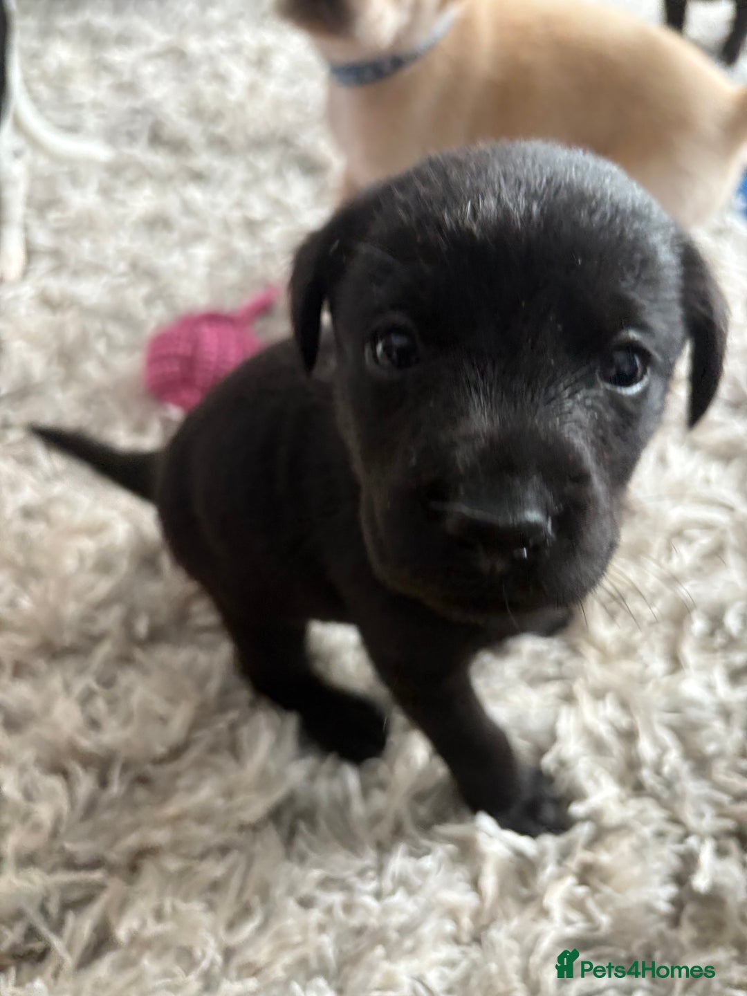Labrador Retriever dogs for sale: Ready now beautiful Labrador retriever puppies - Image 3