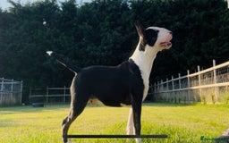 Miniature Bull terrier dogs for sale: Miniature bull terrier - Image 1