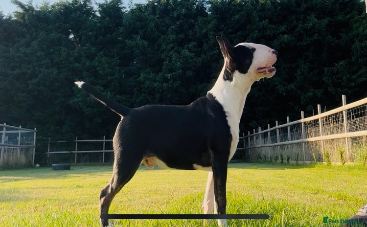 Miniature Bull terrier dogs - Advert 1