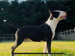 Miniature Bull terrier dogs - Advert 1