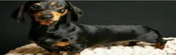Miniature Dachshund dogs for sale: Chocolate & tan mini smooth dachshund puppy - Advert 5