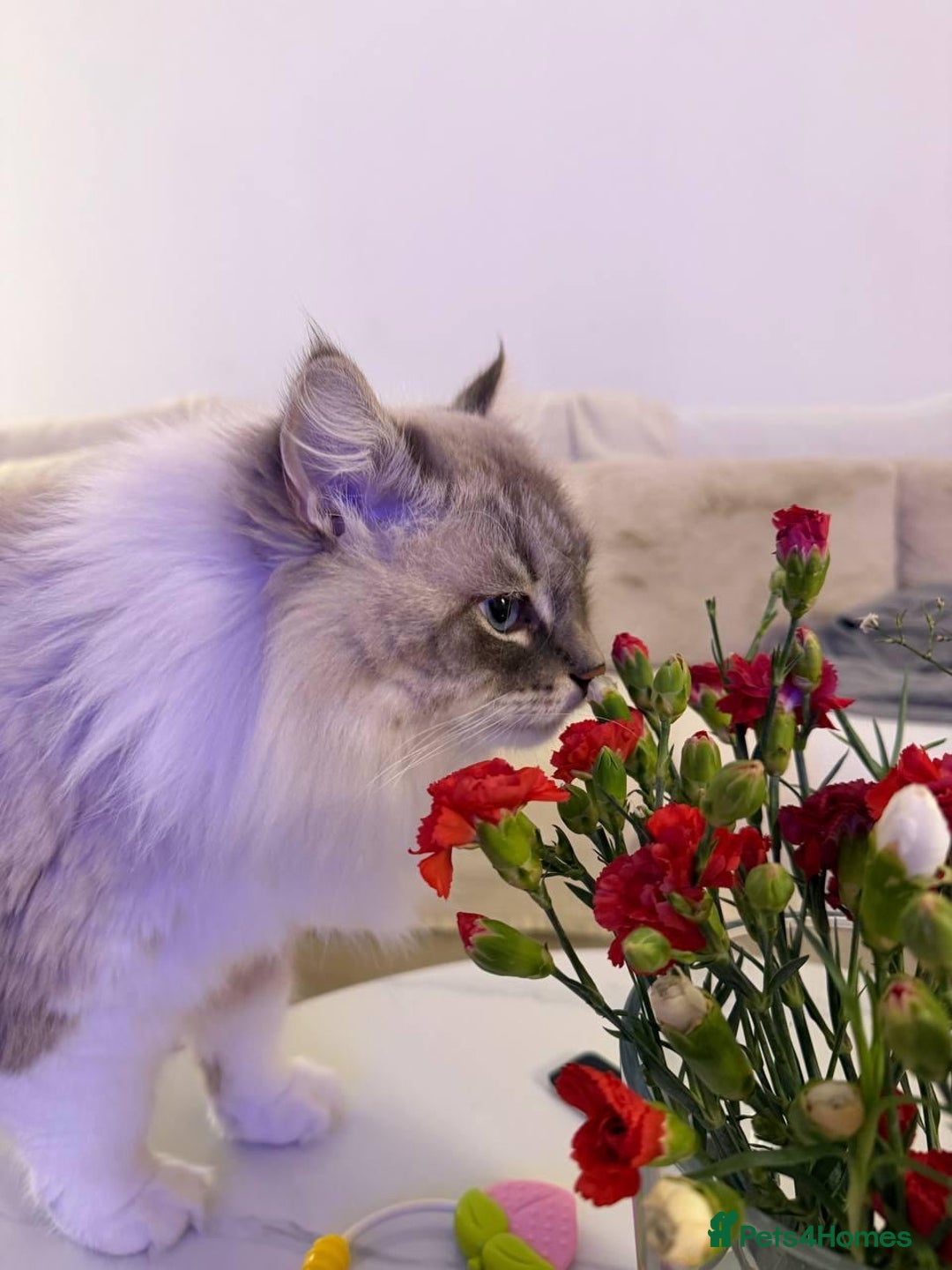 Siberian cats for sale: Rare Siberian Cats Available😻💯 - Advert 9