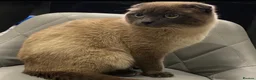 Scottish Fold cats for sale: Male scottish fold- URGENT SALE - Advert 3