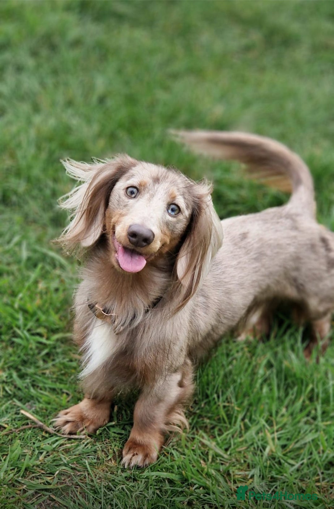 Mixed Breed dogs for sale: Xxx TINY dachshund x chihuahua puppies xxx - Advert 4