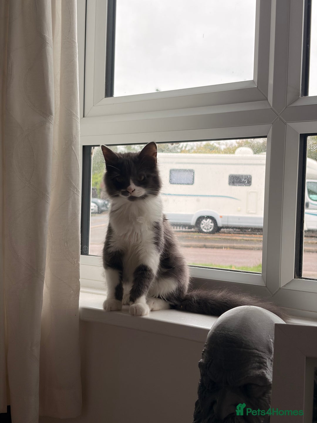 British Longhair cats for sale: 2 Male Kittens - Advert 10