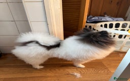 Pomeranian dogs for stud: Proven Pomeranian Stud Yoshi❤️ - Image 3