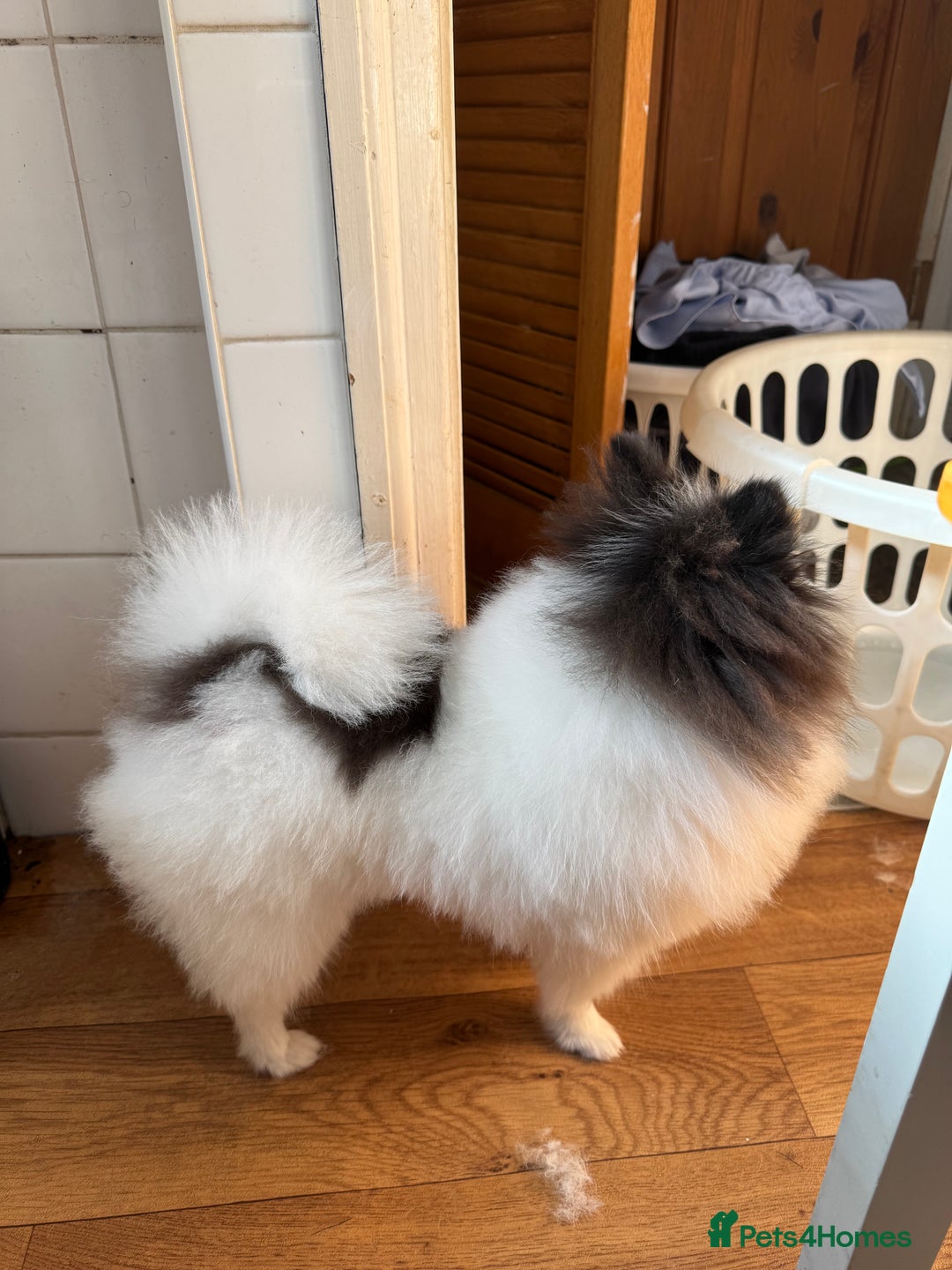 Pomeranian dogs for stud: Proven Pomeranian Stud Yoshi❤️ - Image 3