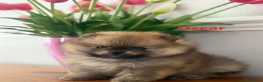 Oscar