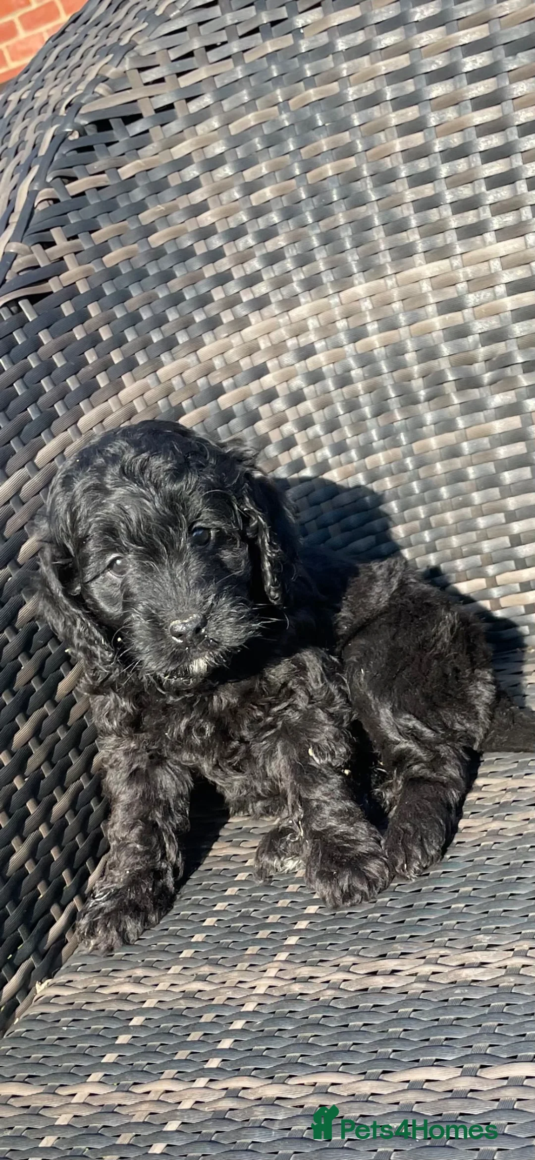 Cockapoo dogs for sale: Cockapoo Puppies - Advert 1