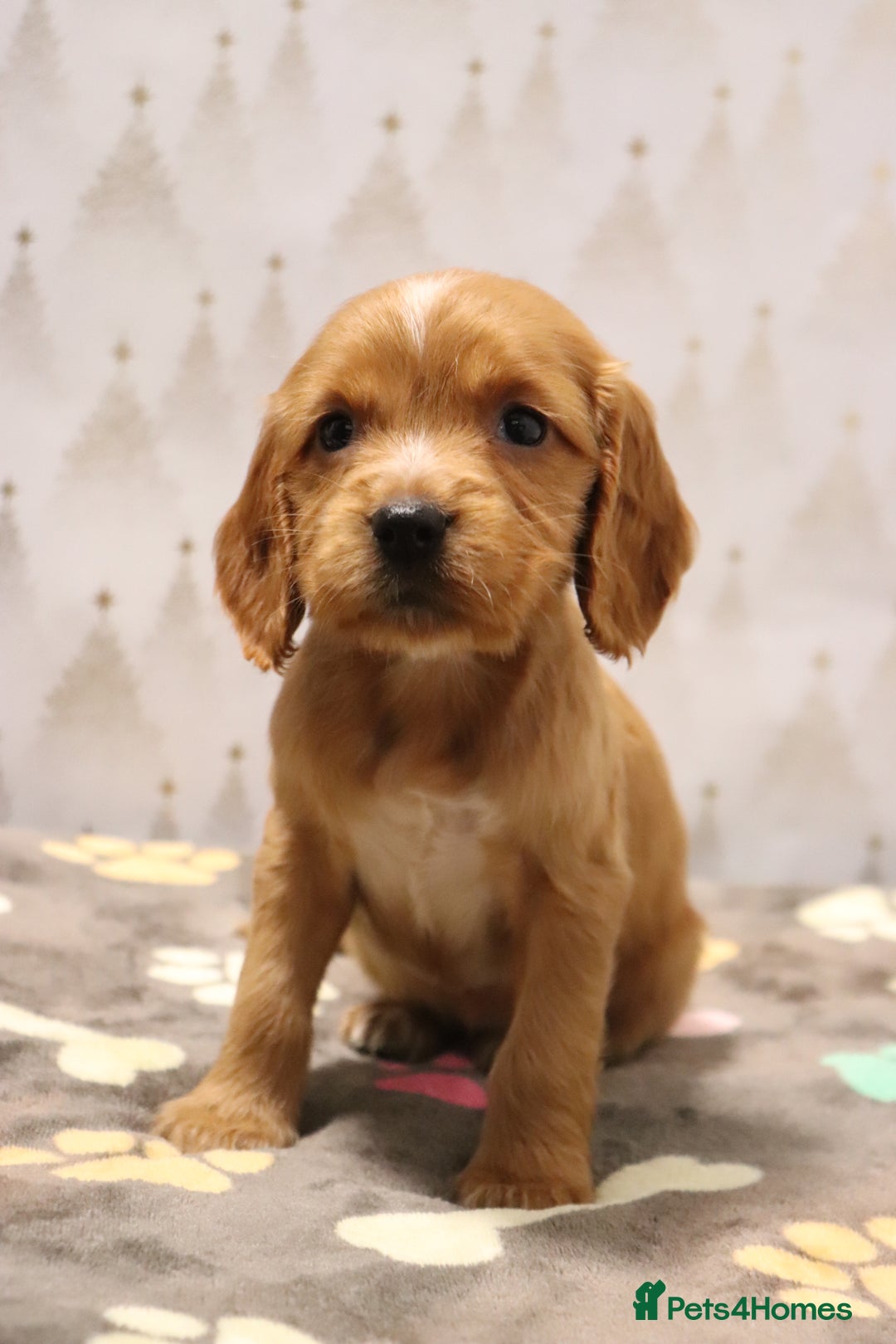 Cocker Spaniel dogs for sale: Fully Health Tested Cocker Spaniel Puppies  - Advert 37