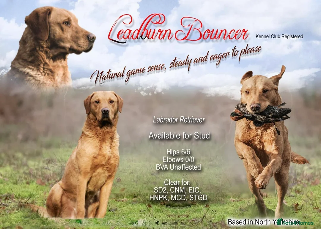 Labrador Retriever dogs for stud: Extensively Health Tested KC Working Lab Stud in York - Advert 2