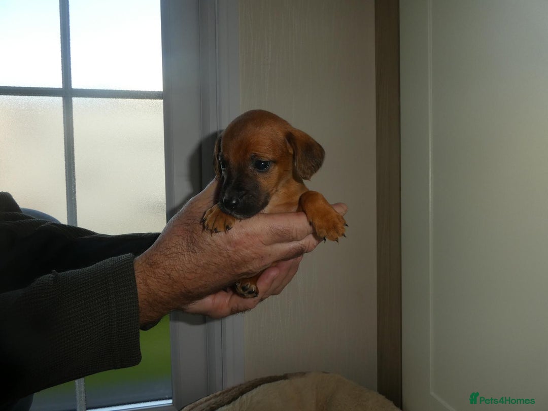 Mixed Breed dogs for sale: Springer x jack Russell  - Advert 7