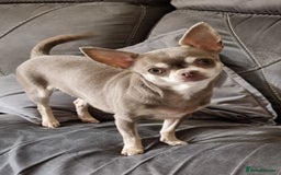 Chihuahua dogs for sale: Two Beautiful Male Chihuahua Puppies  - Image 4