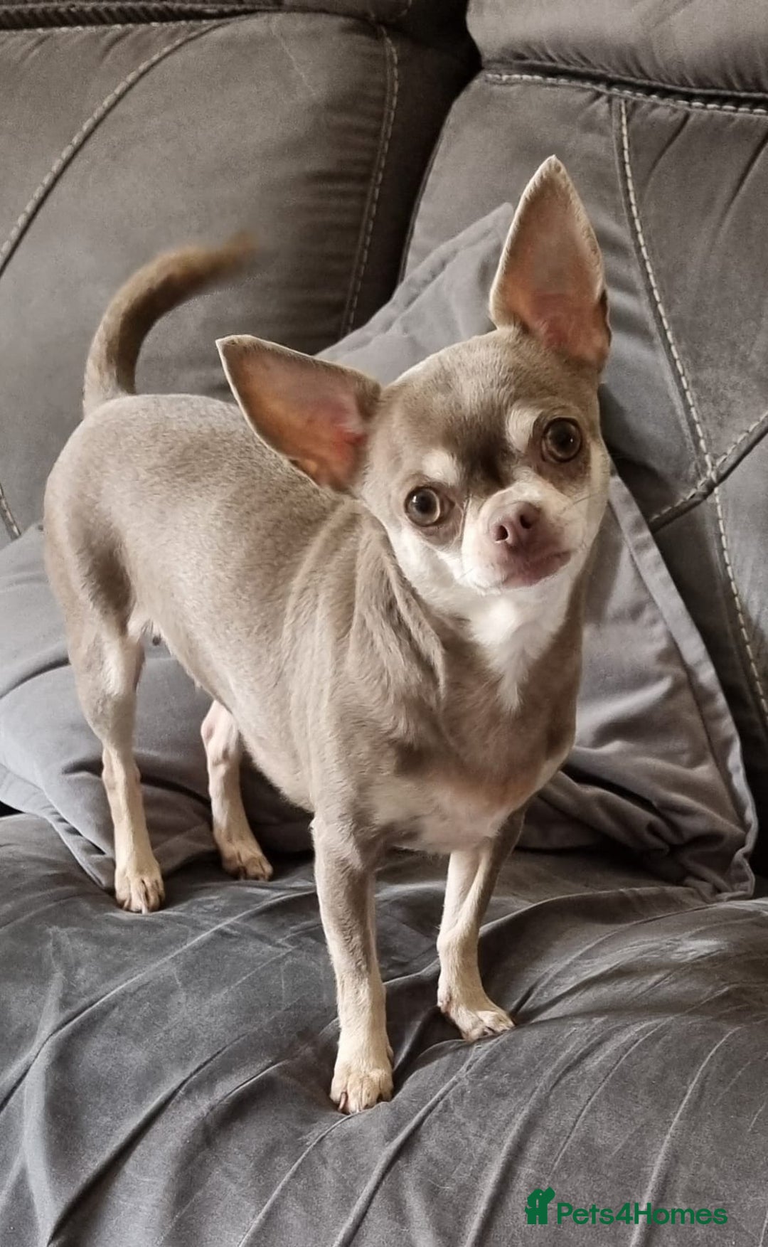 Chihuahua dogs for sale: Two Beautiful Male Chihuahua Puppies  - Image 4