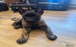 Belgian Shepherd Dog dogs for sale: Dutch herder puppies  - Image 36
