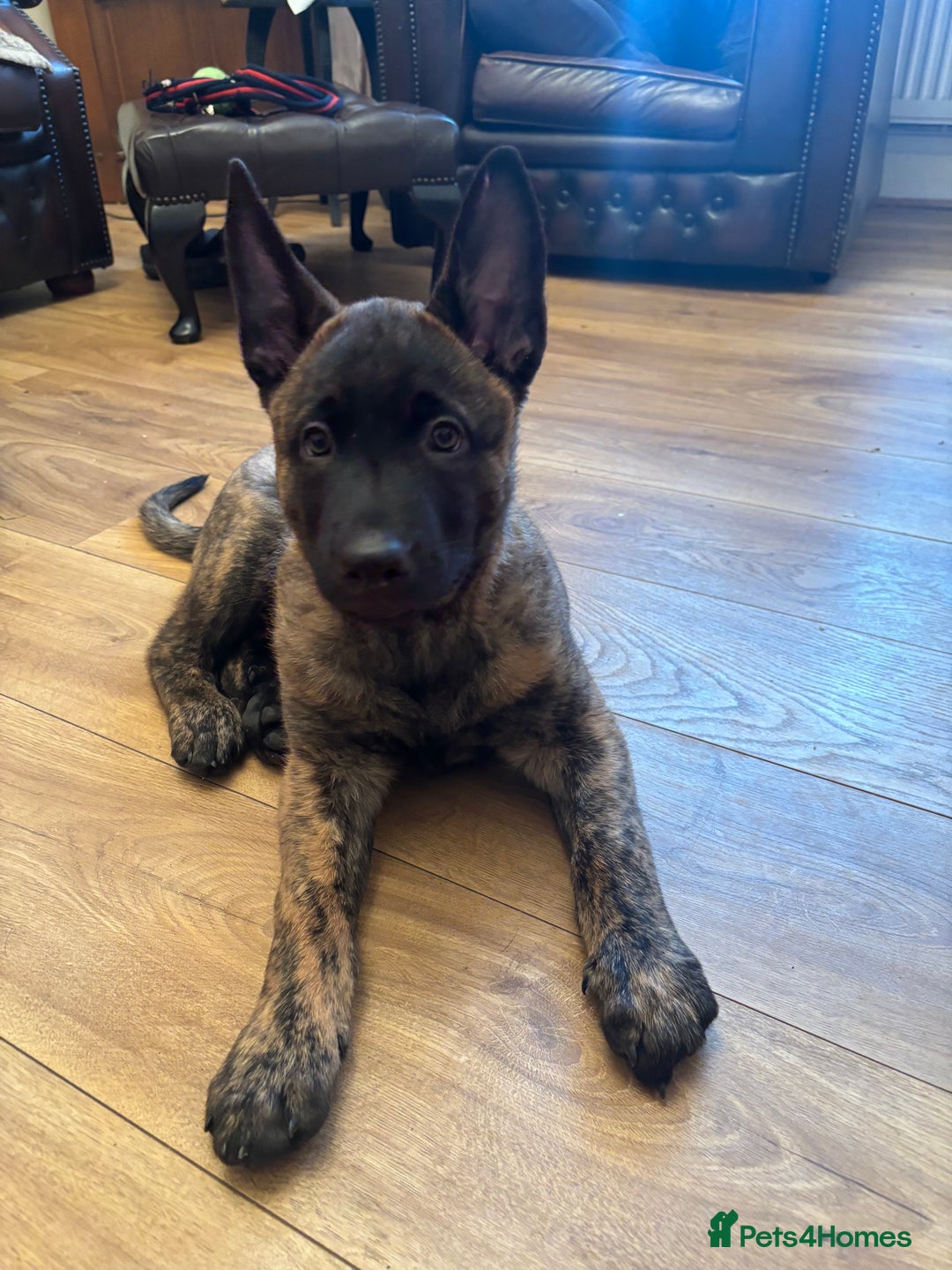 Belgian Shepherd Dog dogs for sale: Dutch herder puppies  - Image 36