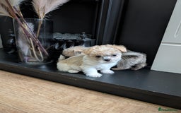 Mixed Breed dogs for sale: ShiChi - Image 12