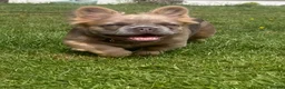 French Bulldog dogs for sale: 2 gorgeous French bulldog puppies *REDUCED* - Advert 9