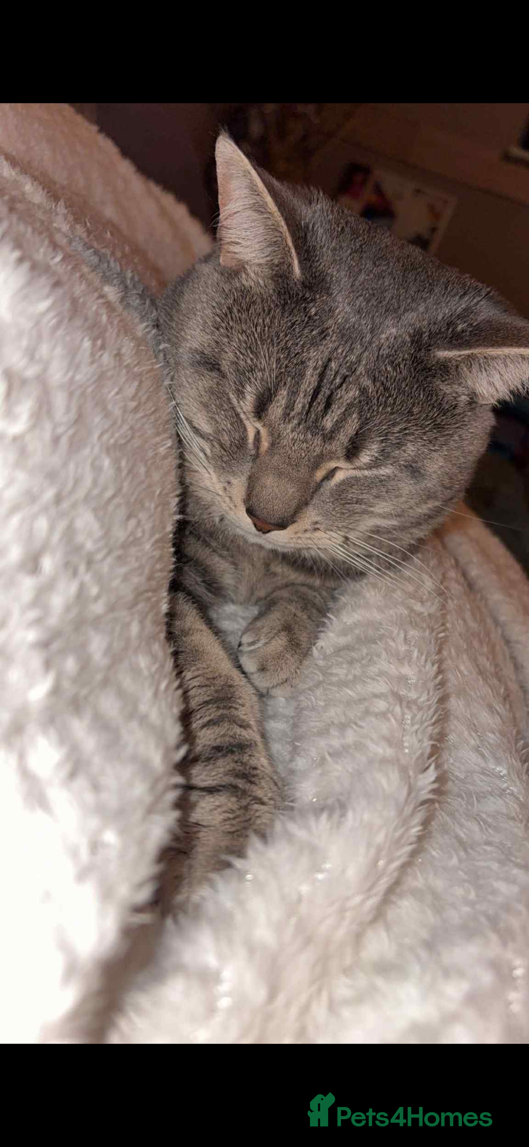 Mixed Breed cats for sale: Boris for rehoming (free) - Advert 3