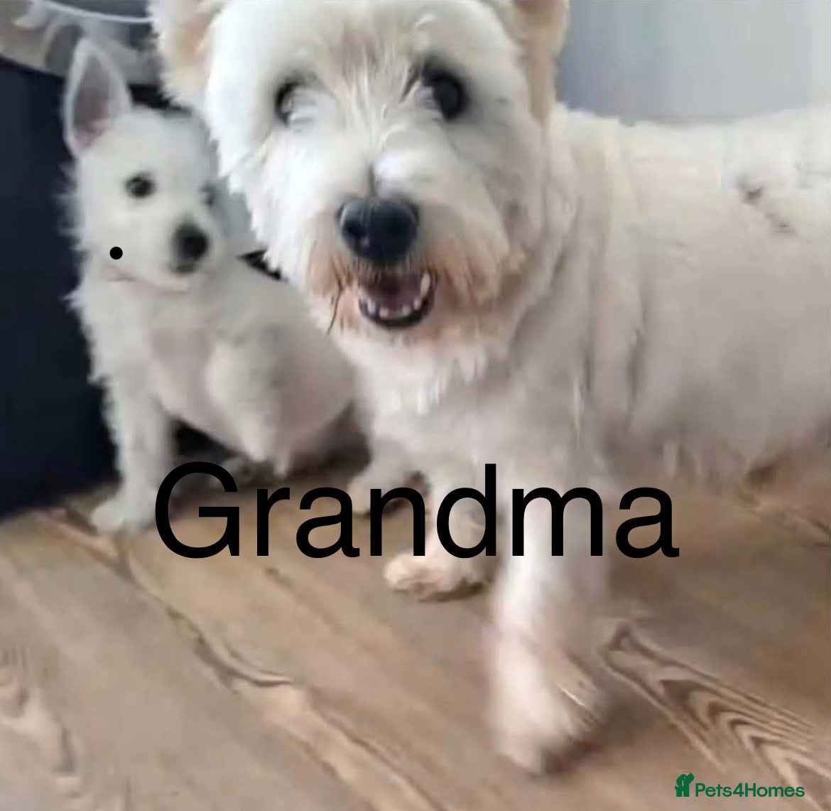Westiepoo dogs READY TO LEAVE NOW. gorgeous Westiepoo girls  - Advert 2