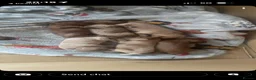 Cockapoo dogs for sale: Beautiful F1b Cockapoo puppies in Ruthin - Advert 8