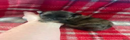 Pomchi dogs for sale: Pomchi Puppies - Advert 2