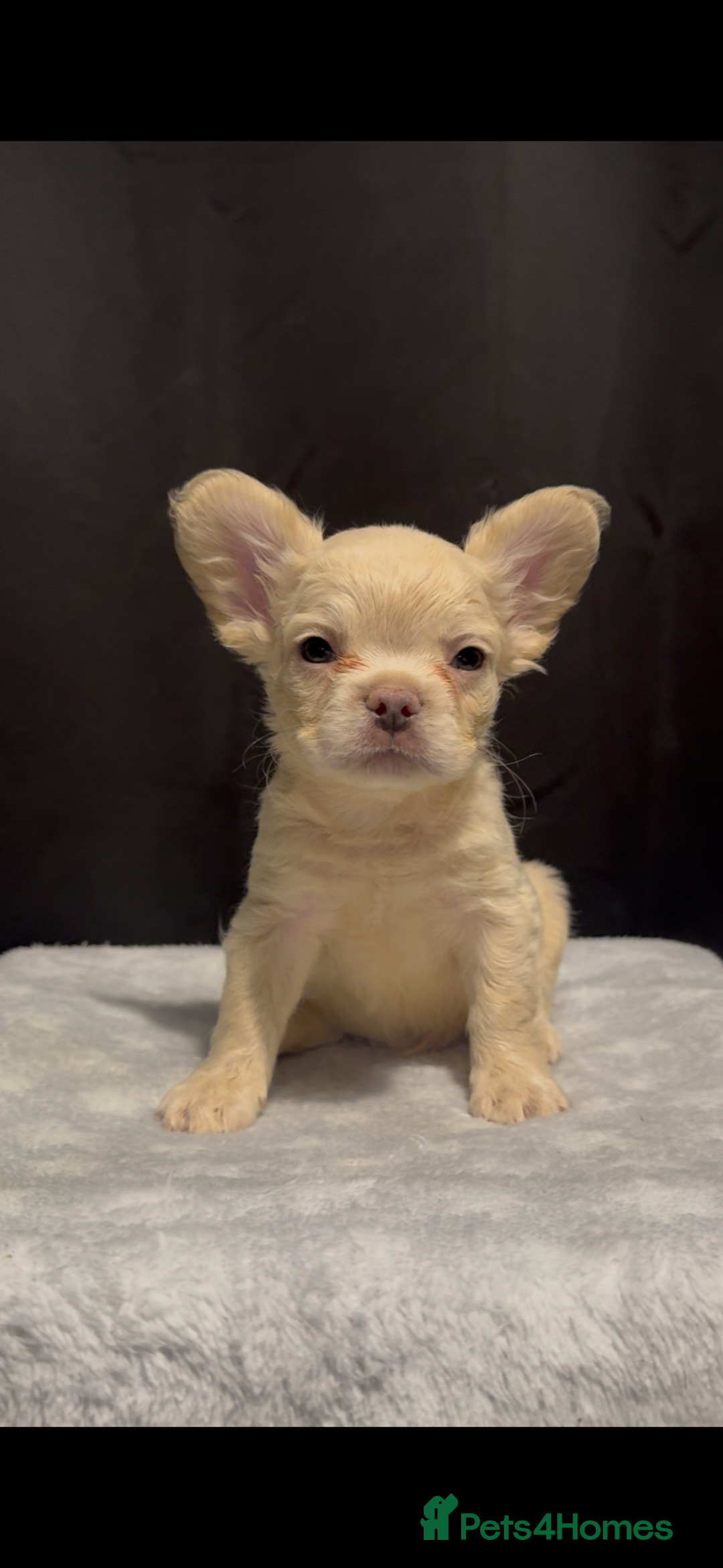 French Bulldog dogs for sale: REDUCED! Fluffy French Bulldog Puppies  - Advert 10