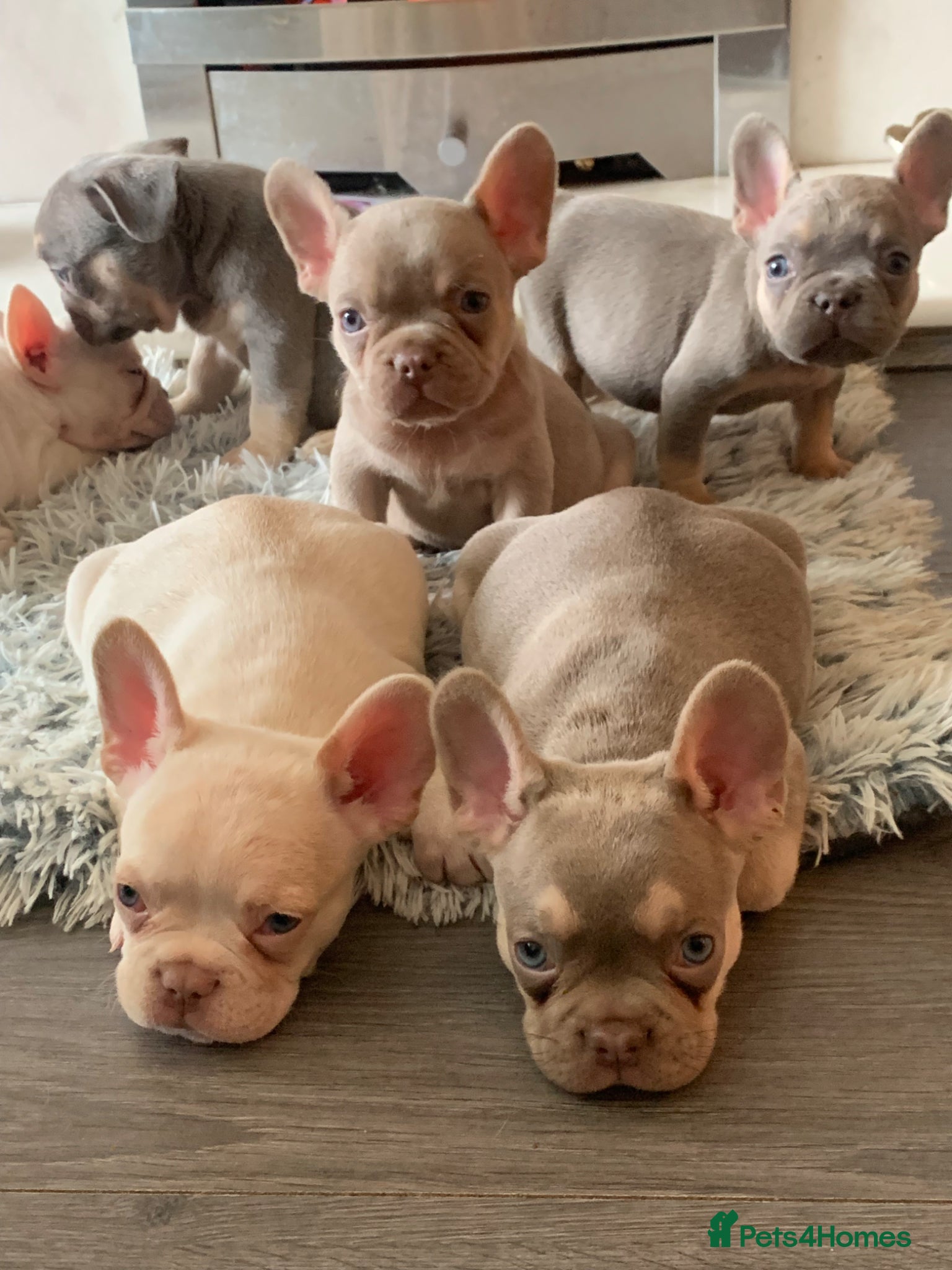 French Bulldog dogs Frenchie Companions  - Advert 3